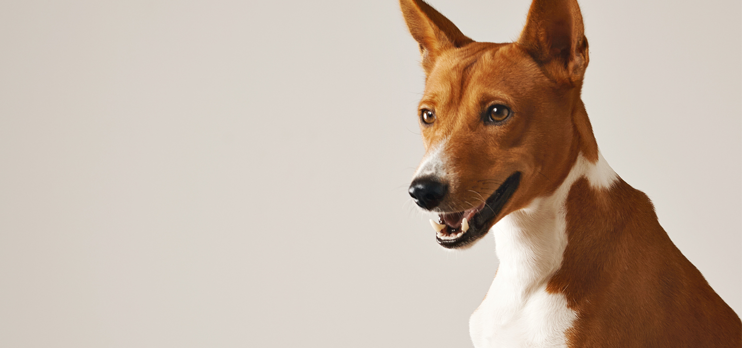 chien qui n aboie pas.jpg